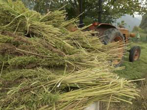 photo of harvested hemp for cellulose production