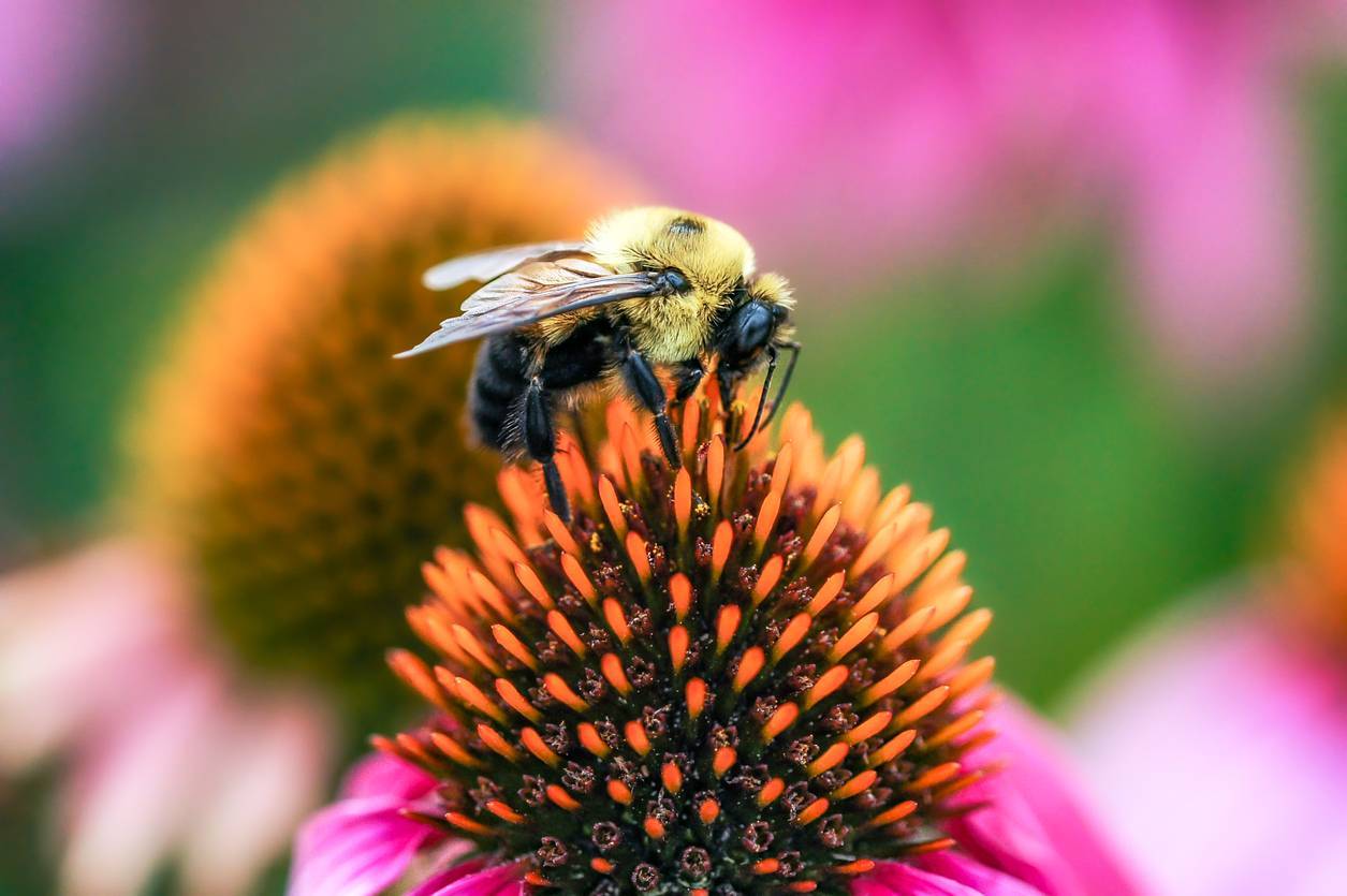 Bee on a coneflower in photo with vibrant colors