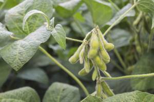 soybeans on a plant in a field.