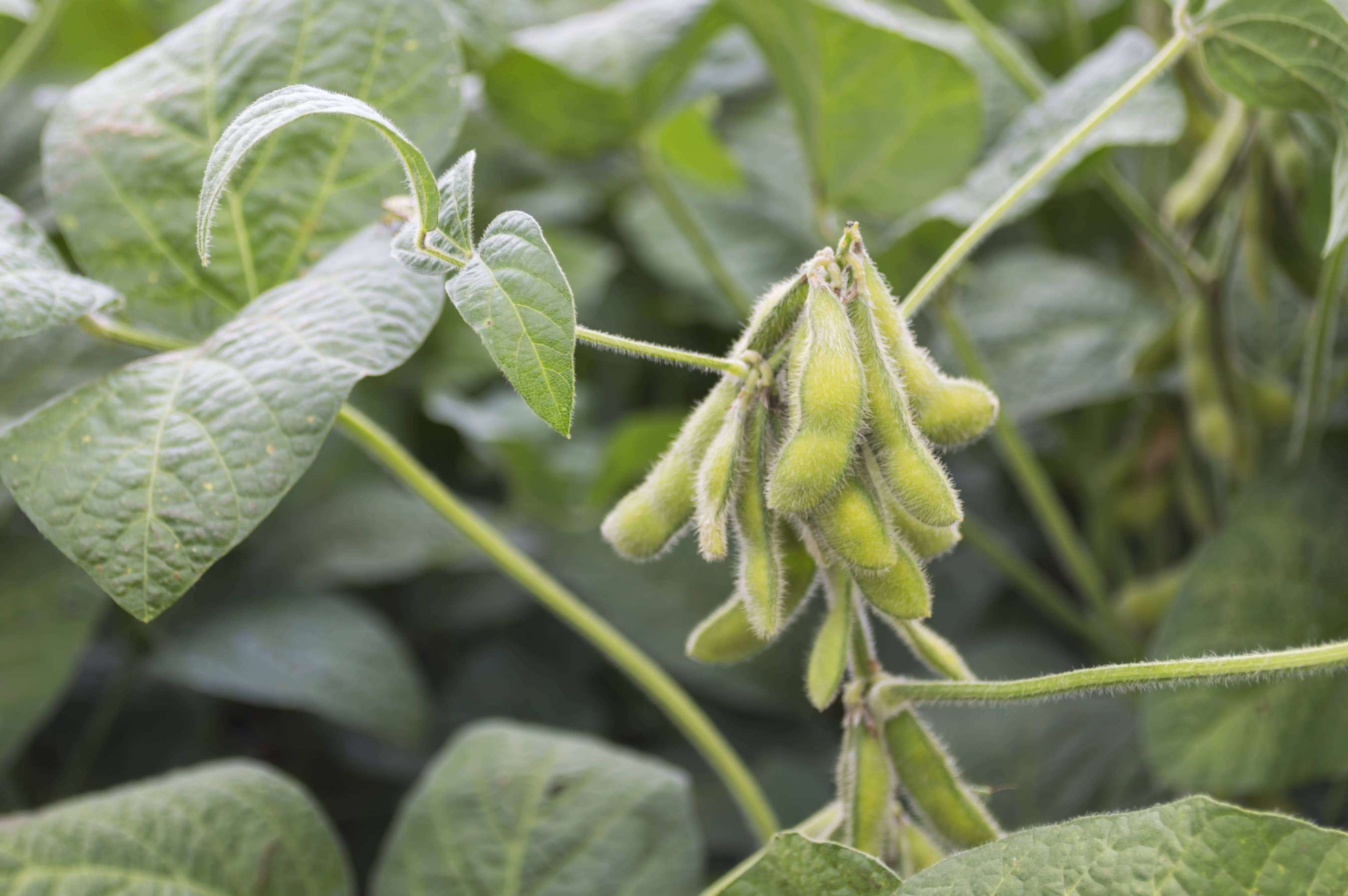 soybeans on a plant in a field.